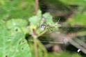 Linyphia_triangularis_D3101_Z_94_Loosdrechtse plassen_Nederland